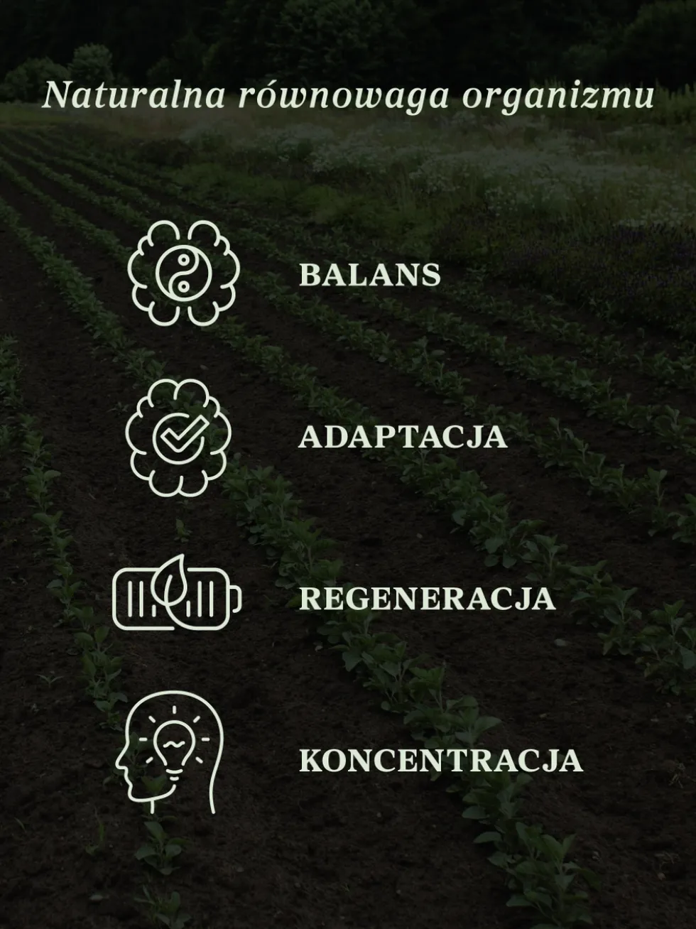 Ashwagandha krople