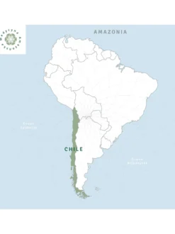 Boldo