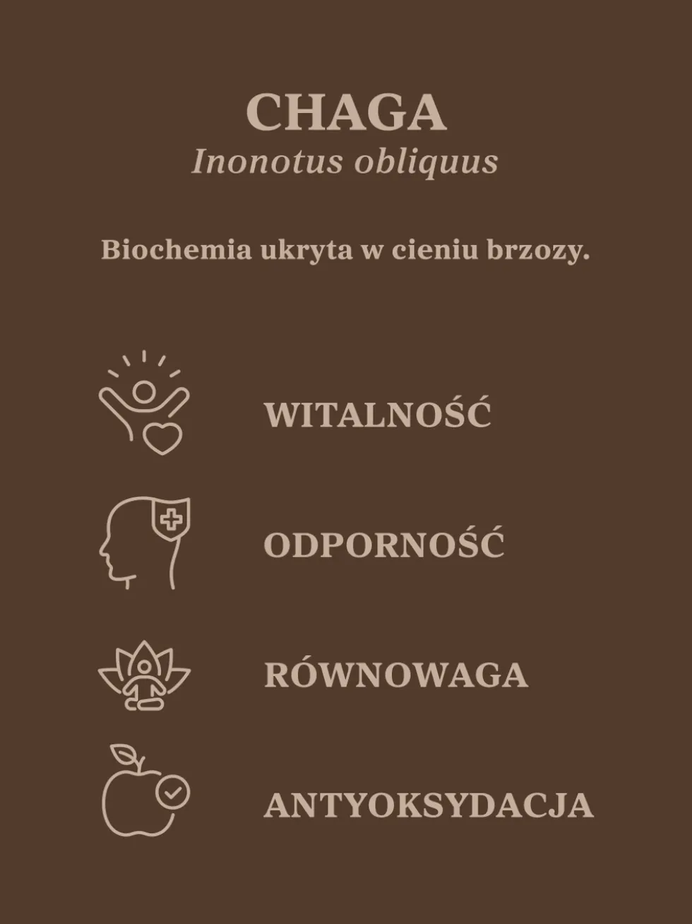 Czaga - guz brzozy