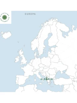 Dziewięćsił bezłodygowy korzeń