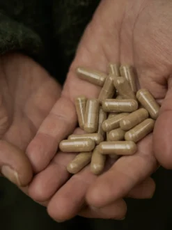 Żeń-szeń syberyjski kapsułki x 400 mg