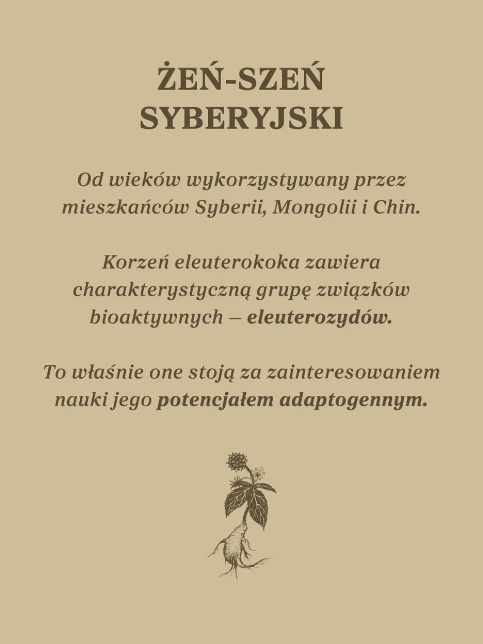 Żeń-szeń syberyjski nalewka 1:1