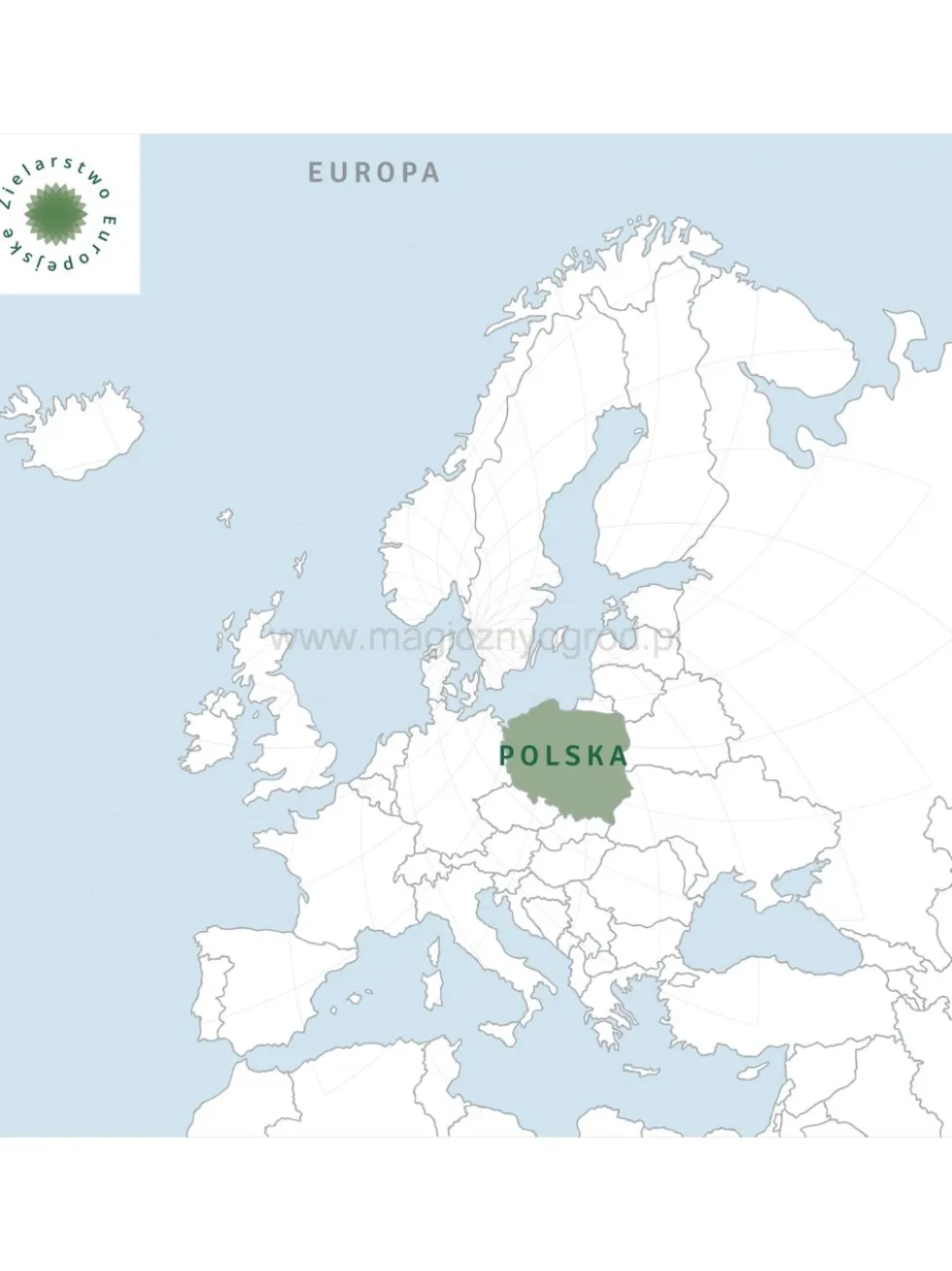 Koniczyna czerwona kwiat