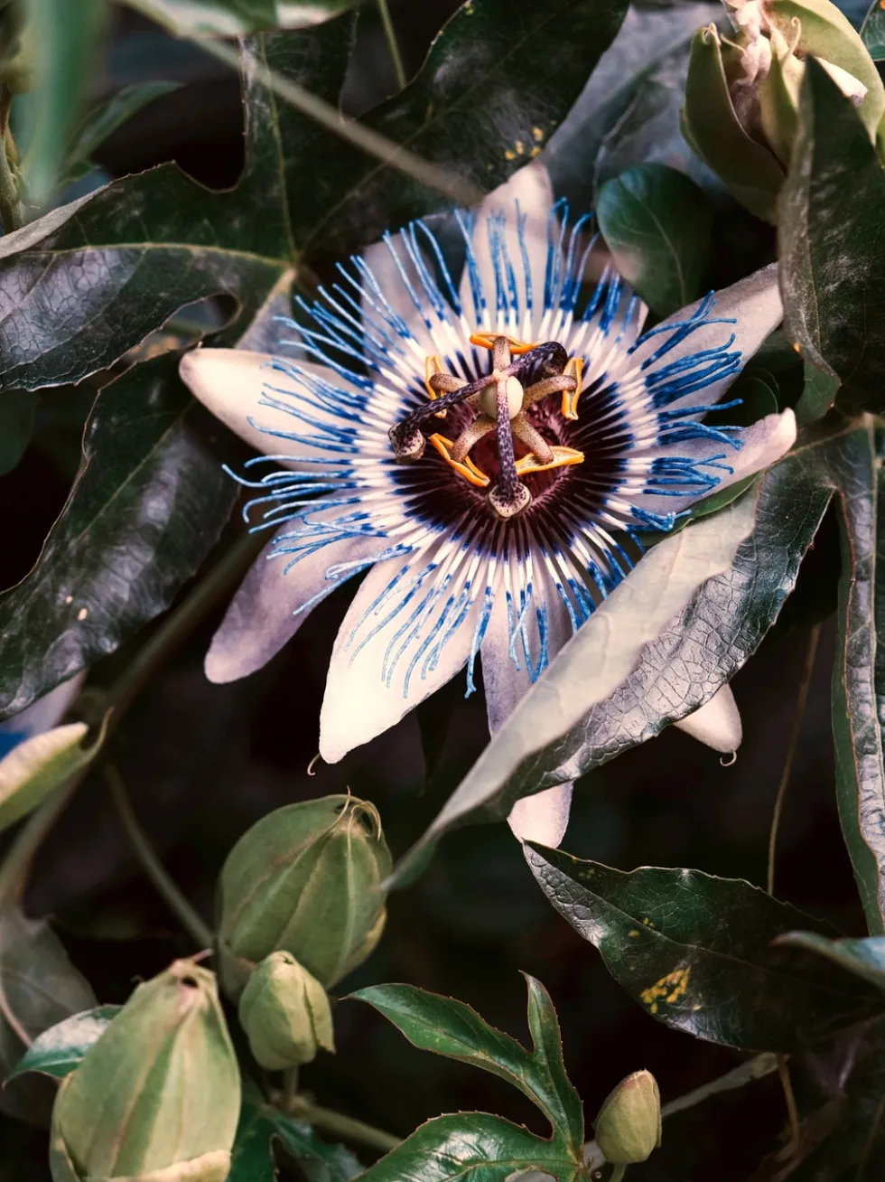 Passiflora ziele - męczennica
