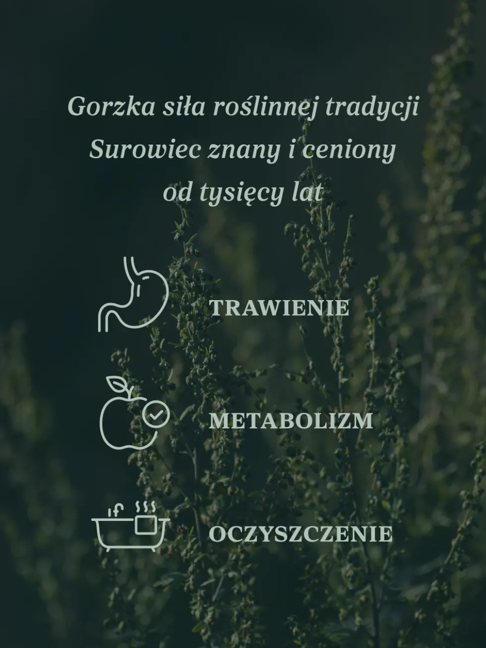 Piołun ziele