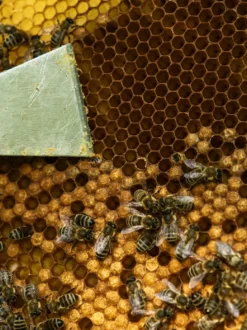 Propolis krople 20%