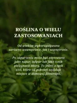 Przytulia czepna ziele