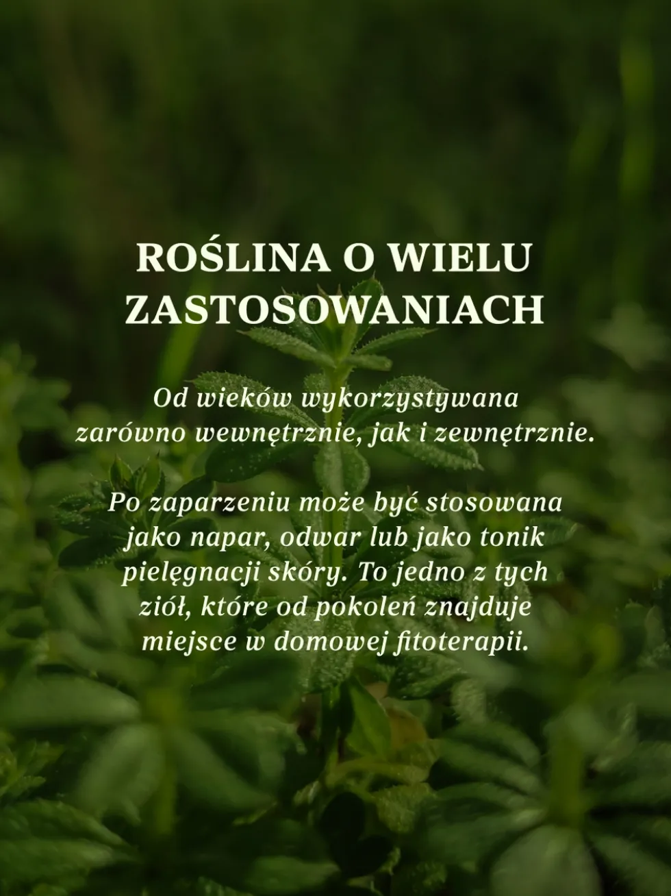 Przytulia czepna ziele