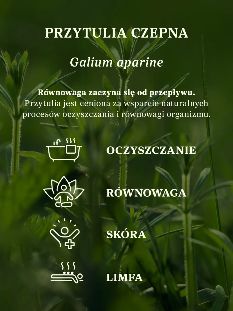 Przytulia czepna ziele