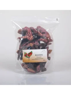 Reishi grzyb