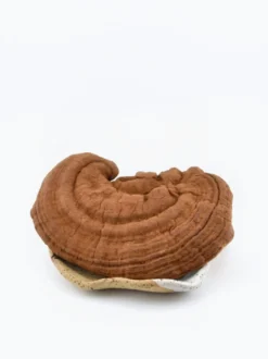 Reishi grzyb