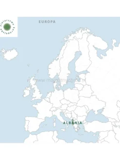 Stokrotka pospolita kwiat