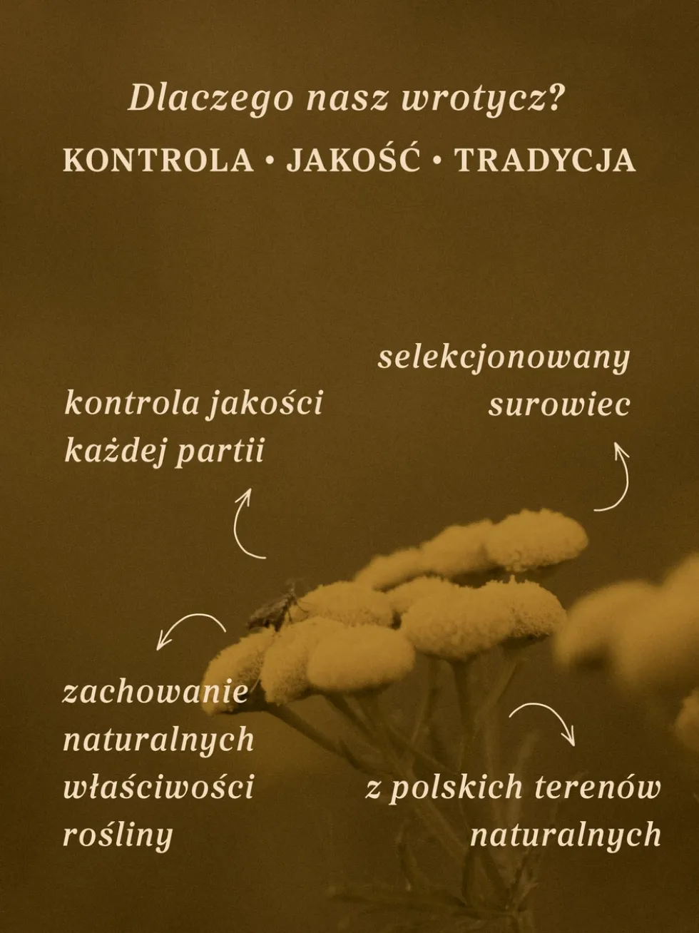 Wrotycz ziele